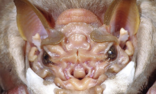 Bat species, Costa Rica