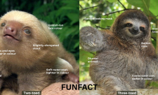 Sloths in Costa Rica