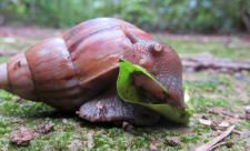 Attack of the snails in costa rica
